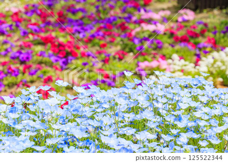 Nagai Botanical Garden: Nemophila and wisteria in full bloom 125522344