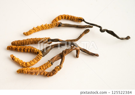 Cordyceps or Ophiocordyceps sinensis mushroom herb is fungus for used as medicine on white background. 125522384