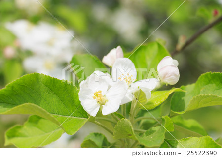 長井植物園蘋果花 125522390