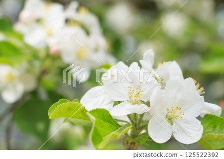 Nagai Botanical Garden Apple Blossoms Nagai Botanical Garden Apple Blossoms 125522392