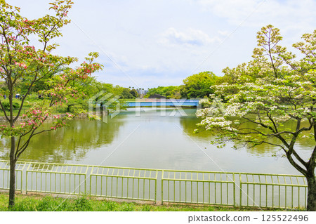 Nagai Botanical Gardens: Spring flowers in full bloom Nagai Botanical Gardens: Spring flowers in full bloom 125522496