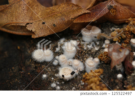 A group of young Schizophyllum communes, covered in fluffy fur and showcasing a beautiful natural form (macro flash photography) A group of young Schizophyllum communes, covered in fluffy fur and showcasing a beautiful natural form (macro flash photography) 125522497