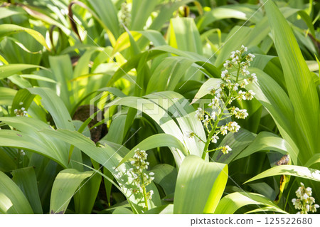 White flowers in garden for background. 125522680