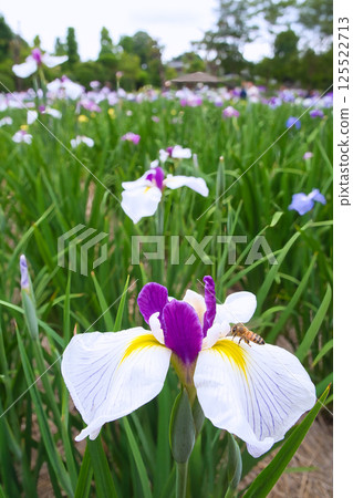 白鳶尾花和蜜蜂 125522713