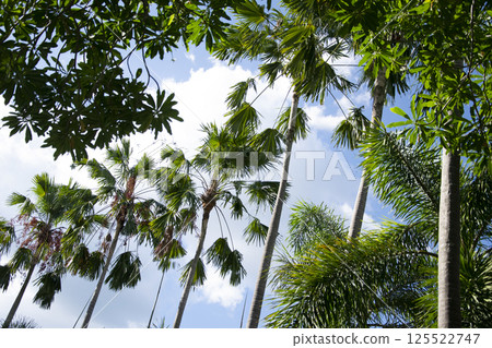 Beach summer vacation holidays background with coconut palm tree 125522747