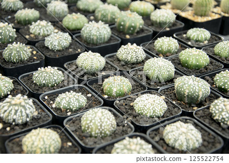 mixed Succulents or cactus background. Small Cactus in Pots to be Sold. 125522754