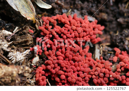 A close-up of the moray eel mushroom, a cluster of small brick-red furballs that stand out even in the forest (macrophotographed in the natural environment) 125522767