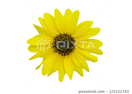 Yellow chrysanthemum isolated on white background 125522783