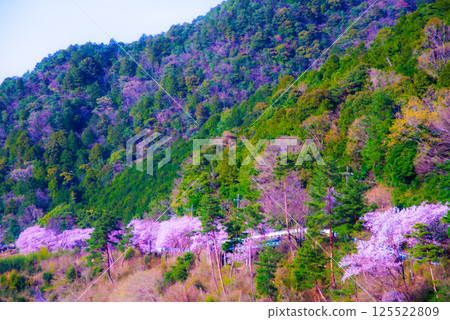 A mountain village where wild cherry blossoms bloom in abundance A mountain village where wild cherry blossoms bloom in abundance 125522809