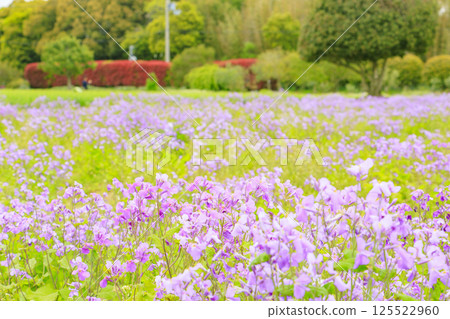 Izumi Recycle Environmental Park: Spring flowers in full bloom Izumi Recycle Environmental Park: Spring flowers in full bloom 125522960