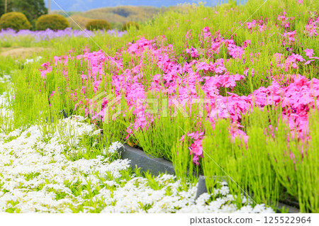 和泉循環環境公園：春暖花開 125522964