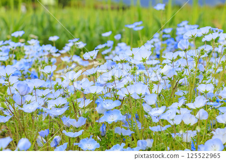 和泉循環環境公園：春暖花開 125522965