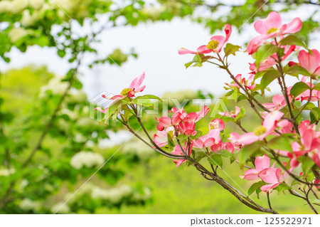 Izumi Recycle Environmental Park: Spring flowers in full bloom 125522971