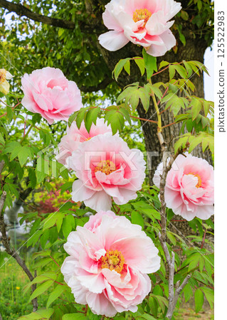 Izumi Recycle Environmental Park: Spring flowers in full bloom Izumi Recycle Environmental Park: Spring flowers in full bloom 125522983