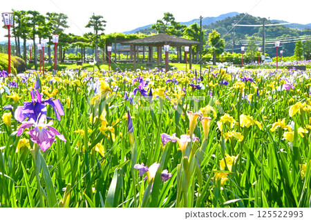 Kamo Iris Garden where irises are in full bloom Kamo Iris Garden where irises are in full bloom 125522993