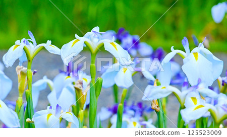 Beautiful irises at Kamo Iris Garden 125523009