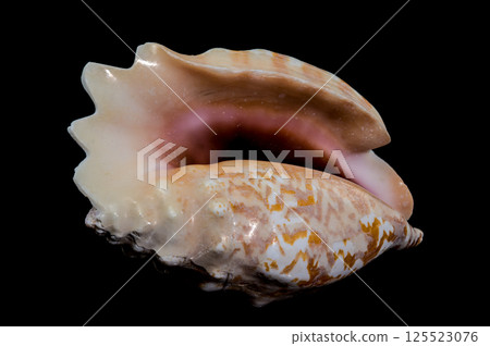 Giant Pink Conch Shell Isolated on Black, Tropical Coastal Beauty Giant Pink Conch Shell Isolated on Black, Tropical Coastal Beauty 125523076