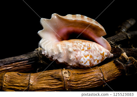 Conch Shell on Rustic Branches, Coastal Still Life Art 125523083