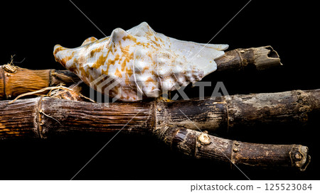 Conch Shell on Rustic Branches, Coastal Still Life Art 125523084