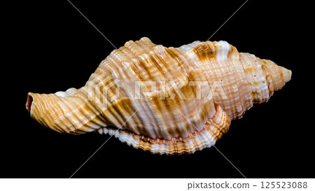 Hairy Triton Shell, Isolated on Black Background 125523088