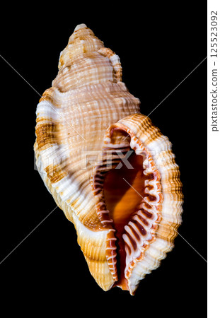 Hairy Triton Shell, Isolated on Black Background 125523092
