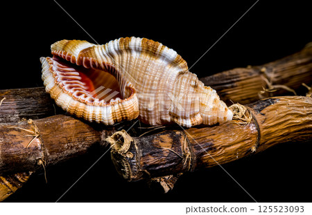 Hairy Triton Shell on Rustic Branches, Coastal Still Life Hairy Triton Shell on Rustic Branches, Coastal Still Life 125523093