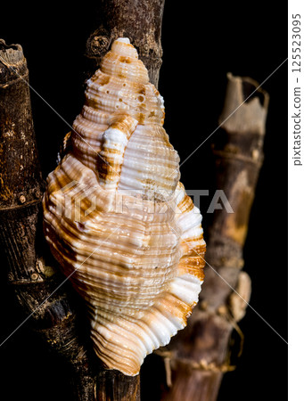Hairy Triton Shell on Rustic Branches, Coastal Still Life 125523095