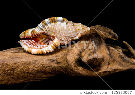Hairy Triton Shell on Driftwood, Natural Coastal Art Hairy Triton Shell on Driftwood, Natural Coastal Art 125523097
