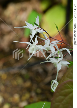 淡水韭菜 淡水韭菜 125523125