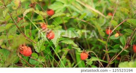 Wild raspberry in high altitude forest 125523194