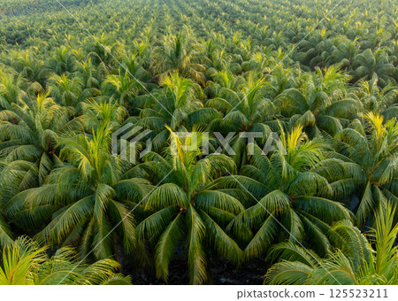 Aerial view of coconut trees field in sunrise Aerial view of coconut trees field in sunrise 125523211