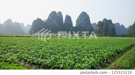 Tobacco leaf plant with dew grow at field 125523219