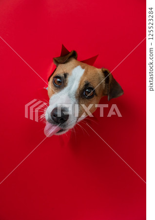 Funny dog licks his nose. Jack Russell Terrier head sticking out through red cardboard background. Vertical photo.  125523284