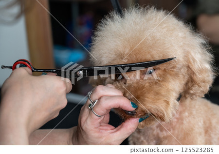 Groomer grooming a chocolate mini poodle. Groomer grooming a chocolate mini poodle. 125523285