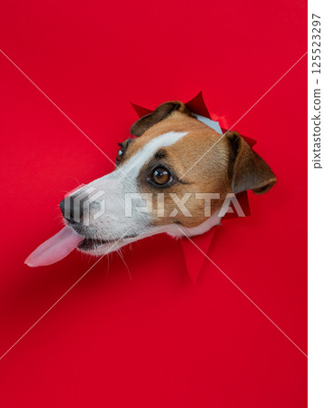 Funny dog licks his nose. Jack Russell Terrier head sticking out through red cardboard background. Vertical photo. Funny dog licks his nose. Jack Russell Terrier head sticking out through red cardboard background. Vertical photo. 125523297