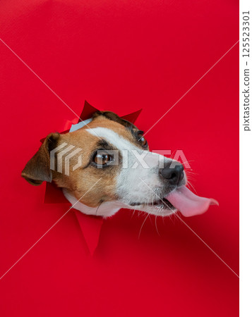 Funny dog licks his nose. Jack Russell Terrier head sticking out through red cardboard background. Vertical photo. Funny dog licks his nose. Jack Russell Terrier head sticking out through red cardboard background. Vertical photo. 125523301