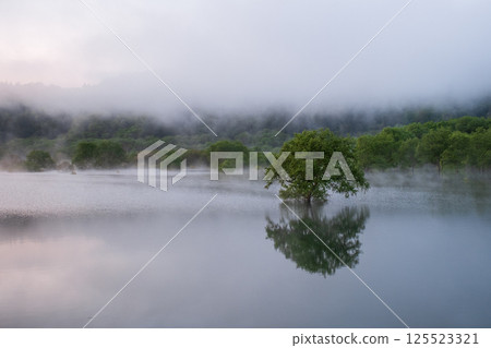 白川湖被淹沒的森林 125523321