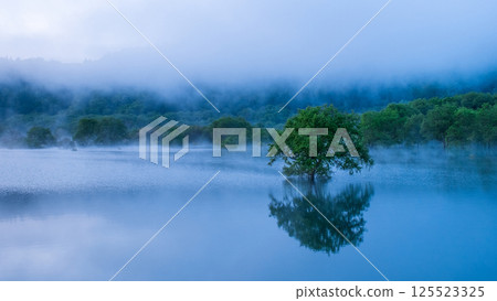 Submerged forest of Shirakawa lake 125523325