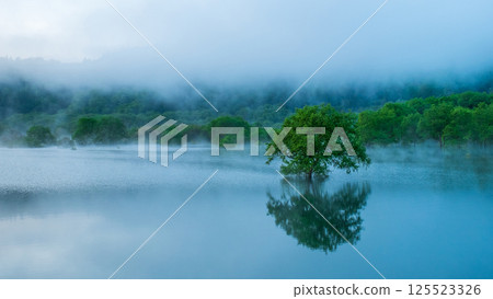 Submerged forest of Shirakawa lake 125523326