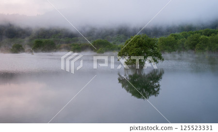 Submerged forest of Shirakawa lake 125523331