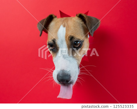 Funny dog licks his nose. Jack Russell Terrier head sticking out through red cardboard background. Funny dog licks his nose. Jack Russell Terrier head sticking out through red cardboard background. 125523335