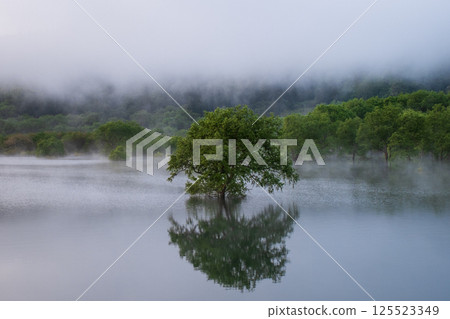 白川湖被淹沒的森林 125523349