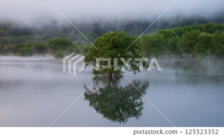Submerged forest of Shirakawa lake 125523352
