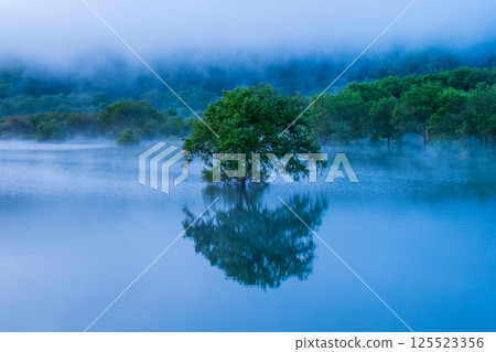 白川湖被淹沒的森林 125523356