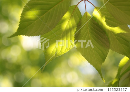 陽光透過樹梢，照亮了新鮮的綠葉 125523357