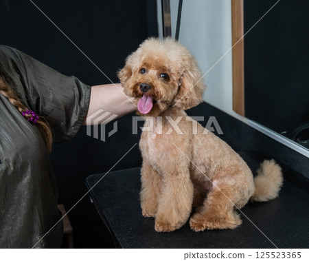 Freshly groomed poodle in a grooming salon. Freshly groomed poodle in a grooming salon. 125523365