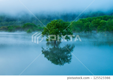 Submerged forest of Shirakawa lake 125523366