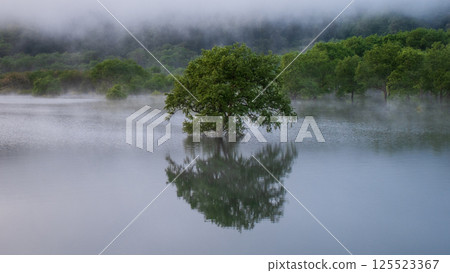 Submerged forest of Shirakawa lake 125523367