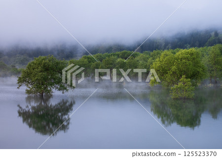 白川湖被淹沒的森林 125523370