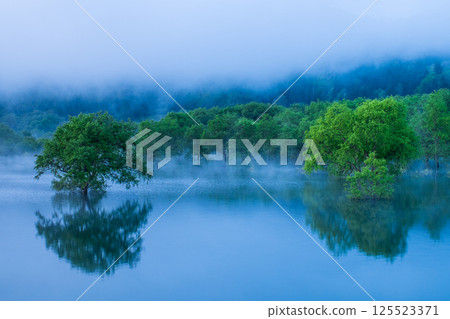 Submerged forest of Shirakawa lake 125523371
